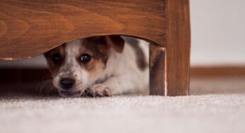 En lo corrido de diciembre van 658 animales afectados por la pólvora