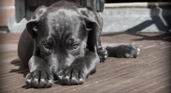 Van 271 animales afectados por la pólvora en Cali