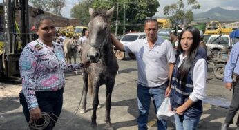 ¡Qué bien! Más de 100 caballos dejarán las carretas para ser adoptados en esta Navidad