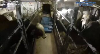 Autoridades españolas cogieron cargamento de cocaína colombiana que estaba escondido en ganado