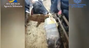 Revelan más detalles del cargamento de cocaína colombiana incautado en España