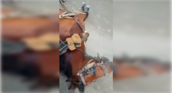 Ingenio Manuelita se pronunció por muerte de caballo en sus predios
