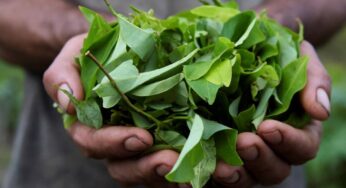 ¿La hoja coca dejará de ser una sustancia prohibida en Colombia?
