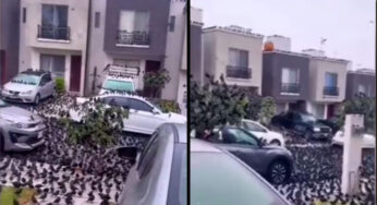 VIDEO: Inquietante comportamiento de cuervos en Japón ¿Predicen una tragedia?