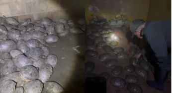 Encontraron 1.500 tortugas e iguanas que venderían en mercado negro