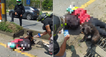 Perrita no se separó de su dueña luego de trágico accidente