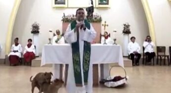 "¿Qué es esto, mi Dios?": la reacción de cura al ver a perros apareándose en el altar
