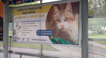 Las estaciones del MIO te cuentan dónde podrías adoptar un gato