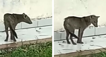 VIDEO: Graban a 'perro fantasma' y causa furor en redes sociales