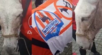 Grupo de animalistas denuncia el uso de un burro en la previa del partido América - Junior