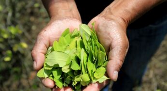 Hay una fábrica de Coca Cola con permiso para llevar a Estados Unidos hoja de Coca