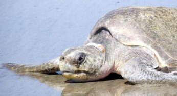 Hallan muerta a una tortuga marina en las playas de Necoclí, Antioquia