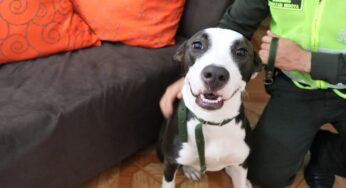 Indignante caso de maltrato a un perrito por parte de su dueño