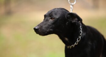 Video: Buscan a la mujer que dejó abandonado a 'Tommy' en una calle al sur de Cali, ¡el perrito está triste y ahora le buscan dueño!