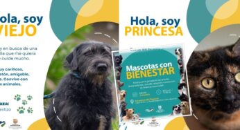 Negris, Guantito, Vampi y otros 'peluditos' buscan un hogar en Cali