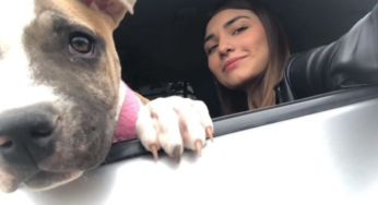 Perrita murió de tristeza tras perder a su dueña en accidente tránsito