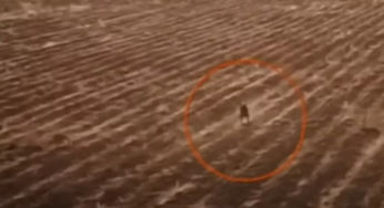 VIDEO: Dron captó extraña criatura de dos patas y dicen que es el chupacabras