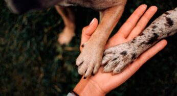 Terrible caso: hombre asesinó a un perro delante de su familia