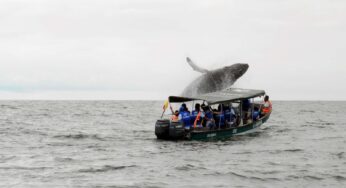 Comenzó la temporada de ballenas en Buenaventura, ¡arme el parche!