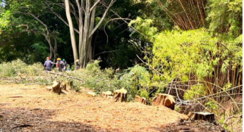 Vecinos en El Ingenio denuncian tala indiscriminada de árboles en el parque, ¡autoridades explican que todo está legalizado!