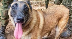 Wilson el perro rescatista que entregó su vida por los niños del Guaviare