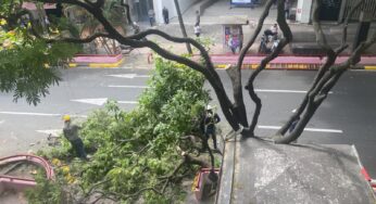 Denuncia: Podaron árbol de más de 20 años para la reinauguración de la Avenida Sexta que será este viernes 4 de agosto