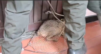 Video: Un zorro y una boa fueron hallados deambulando por el sur de Cali, ¡policía ambiental los rescató!