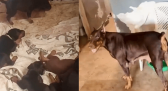 Rescataron a 25 perros de raza Dóberman en el barrio El Vallado, ¡vivían todos en una casa y en malas condiciones!