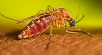 Descartan presencia de casos del virus Oropuche en el Valle del Cauca