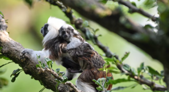 Alegría en el Zoológico de Cali: nacen crías de cuatro especies y enternecen a los visitantes